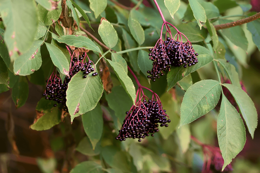 Best Elderberry Supplements in 2026: Gummies, Syrup, and What to Look For