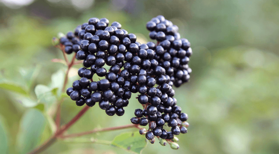 Black Elderberry 101 - Everything You Need to Know - Gaia Herbs