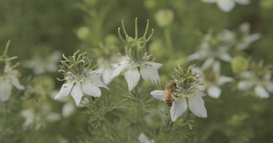Black Seed Flower with Bee