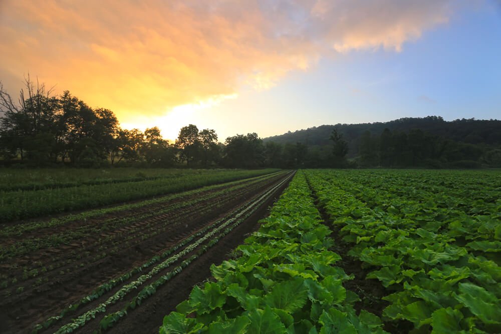Farm Update