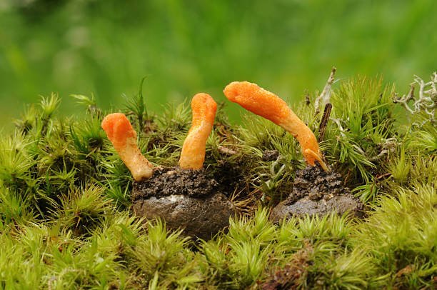 Brain Fungus, The Last of Us, Cordyceps