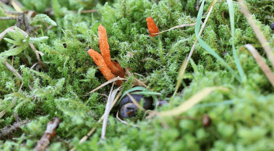 Cordyceps Mushroom Benefits, Usage, and Side Effects - Gaia Herbs