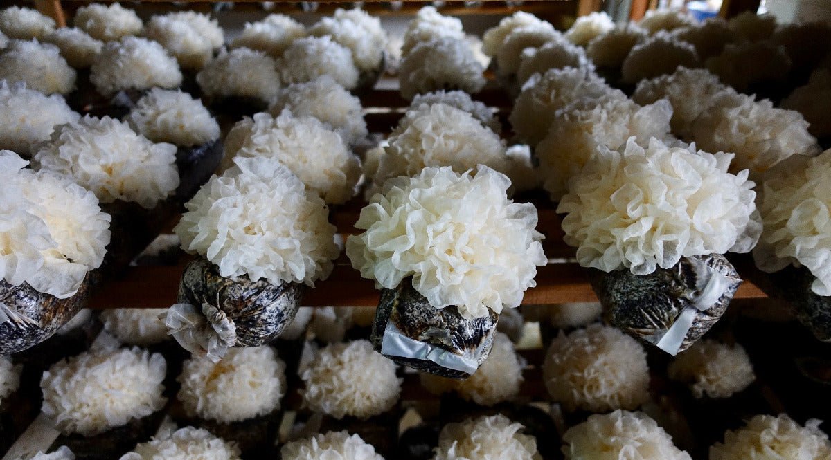 Meet Tremella: The Beauty Mushroom For Hydration & Skin Health - Gaia Herbs