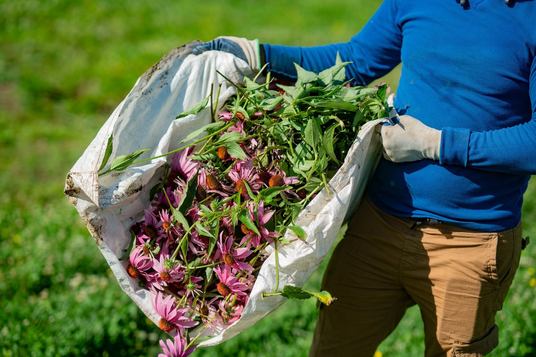 COO Brian Traylor Quoted on North Carolina Farm Bill Renewal - Gaia Herbs