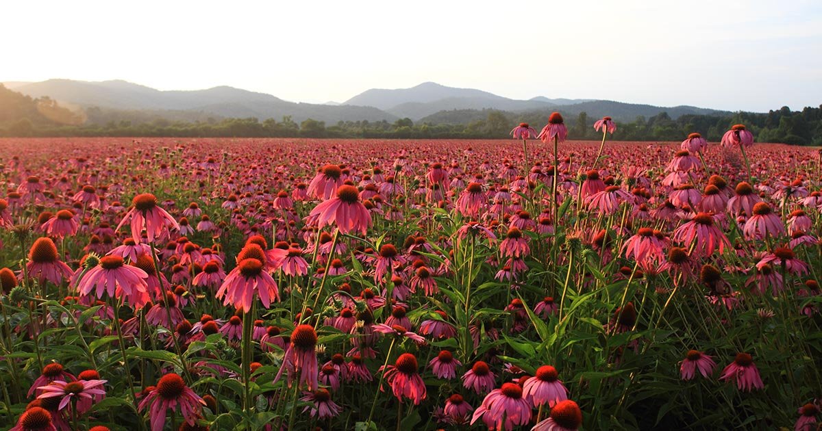 Field of blooming Echinacea at Gaia Herbs farm