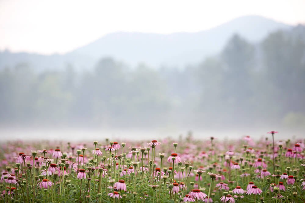 10 Symptoms of Adrenal Fatigue - Gaia Herbs
