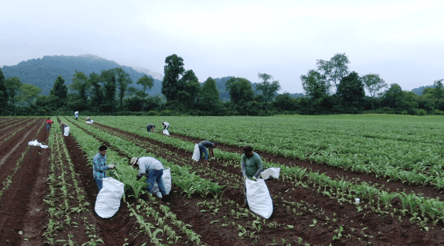 Gaia Herbs Farmers Return for the Growing Season