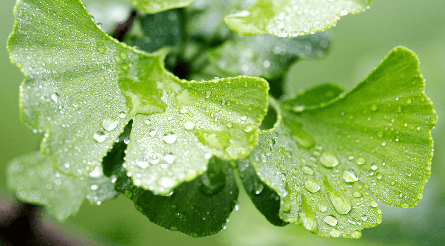 All About Ginkgo: The Herb that Supports Brain Health & Focus - Gaia Herbs