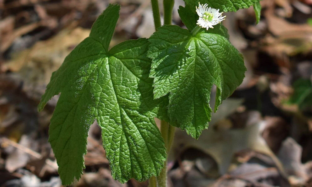 Benefits of Goldenseal Gaia Herbs®