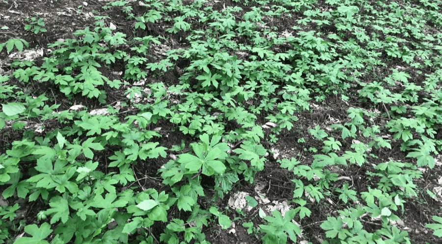 A Peek Inside Gaia Herbs' Goldenseal Sourcing & Cultivation Project - Gaia Herbs