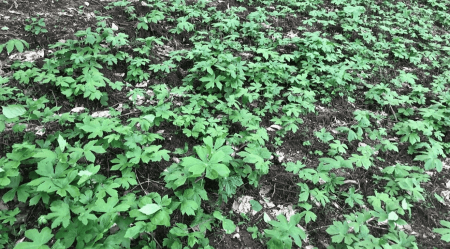 A Peek Inside Gaia Herbs' Goldenseal Sourcing & Cultivation Project - Gaia Herbs