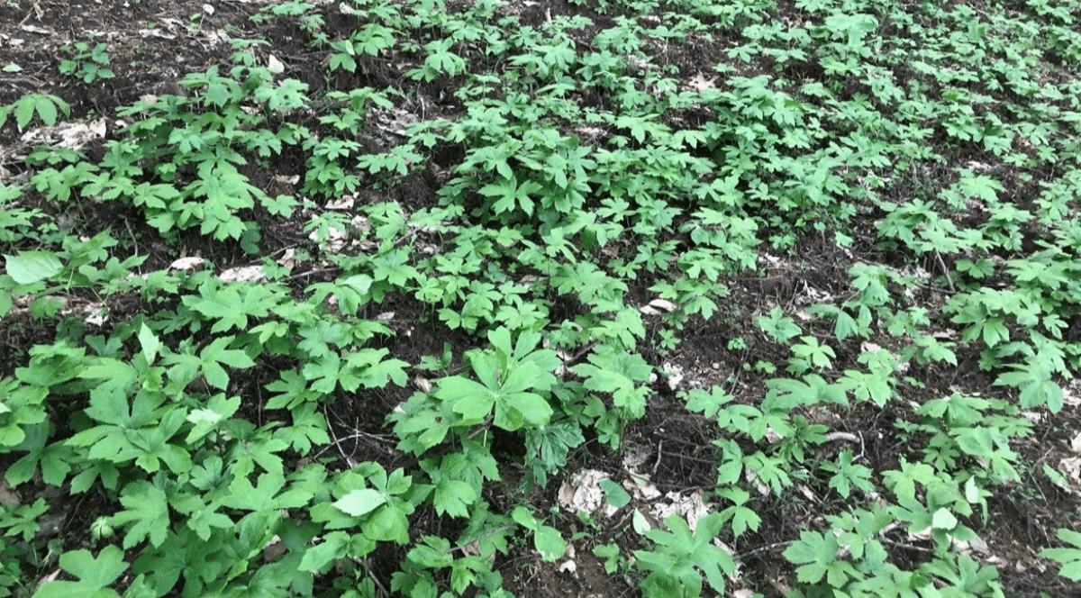 A Peek Inside Gaia Herbs' Goldenseal Sourcing & Cultivation Project