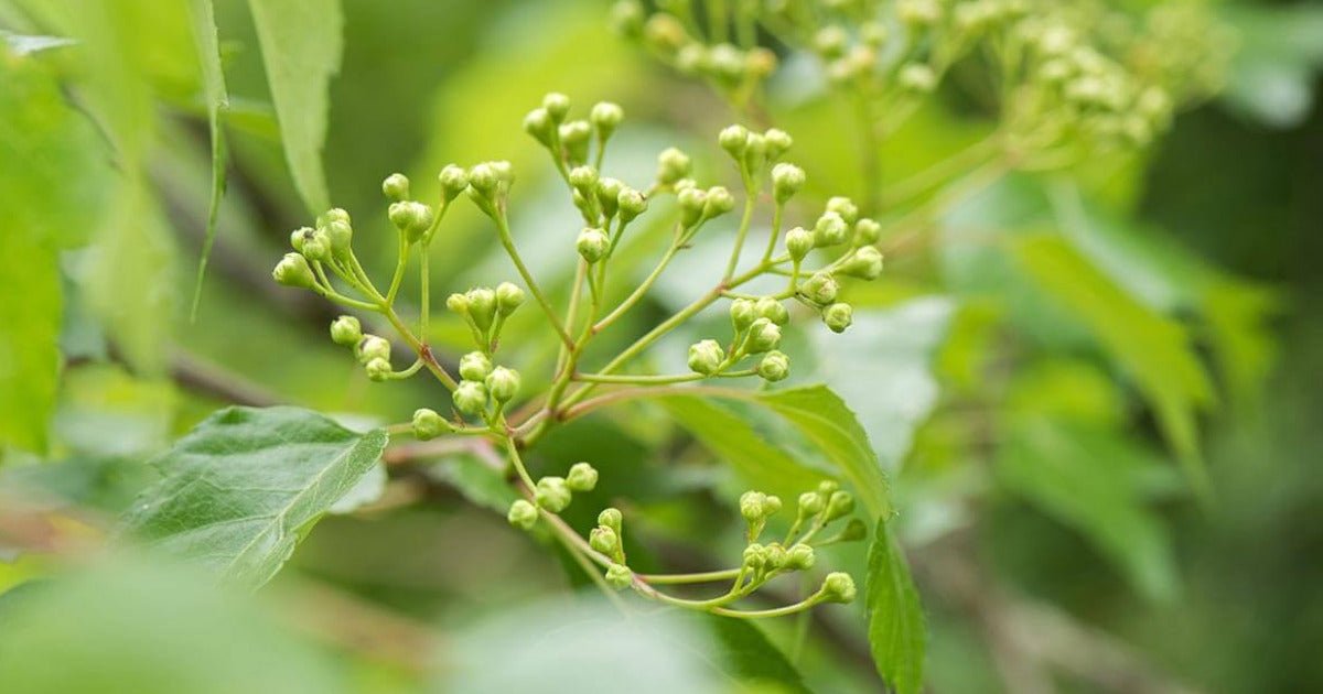 The Benefits of Hawthorn for Heart & Cardiovascular Function - Gaia Herbs