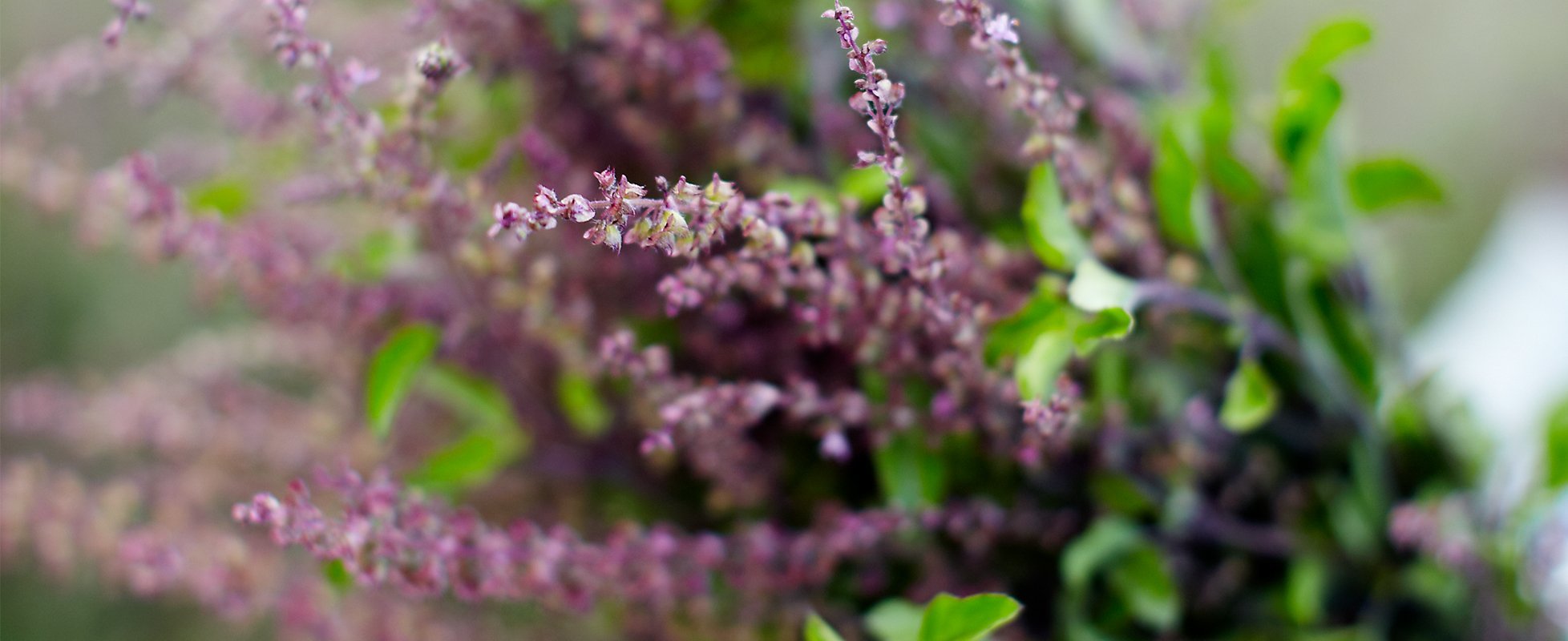 Holy Basil: Stillness in Action - Gaia Herbs