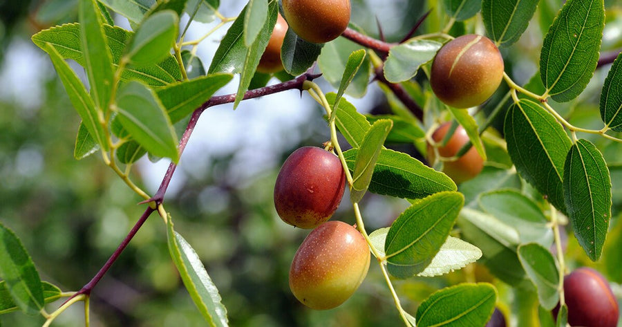 Jujube fruit on tree