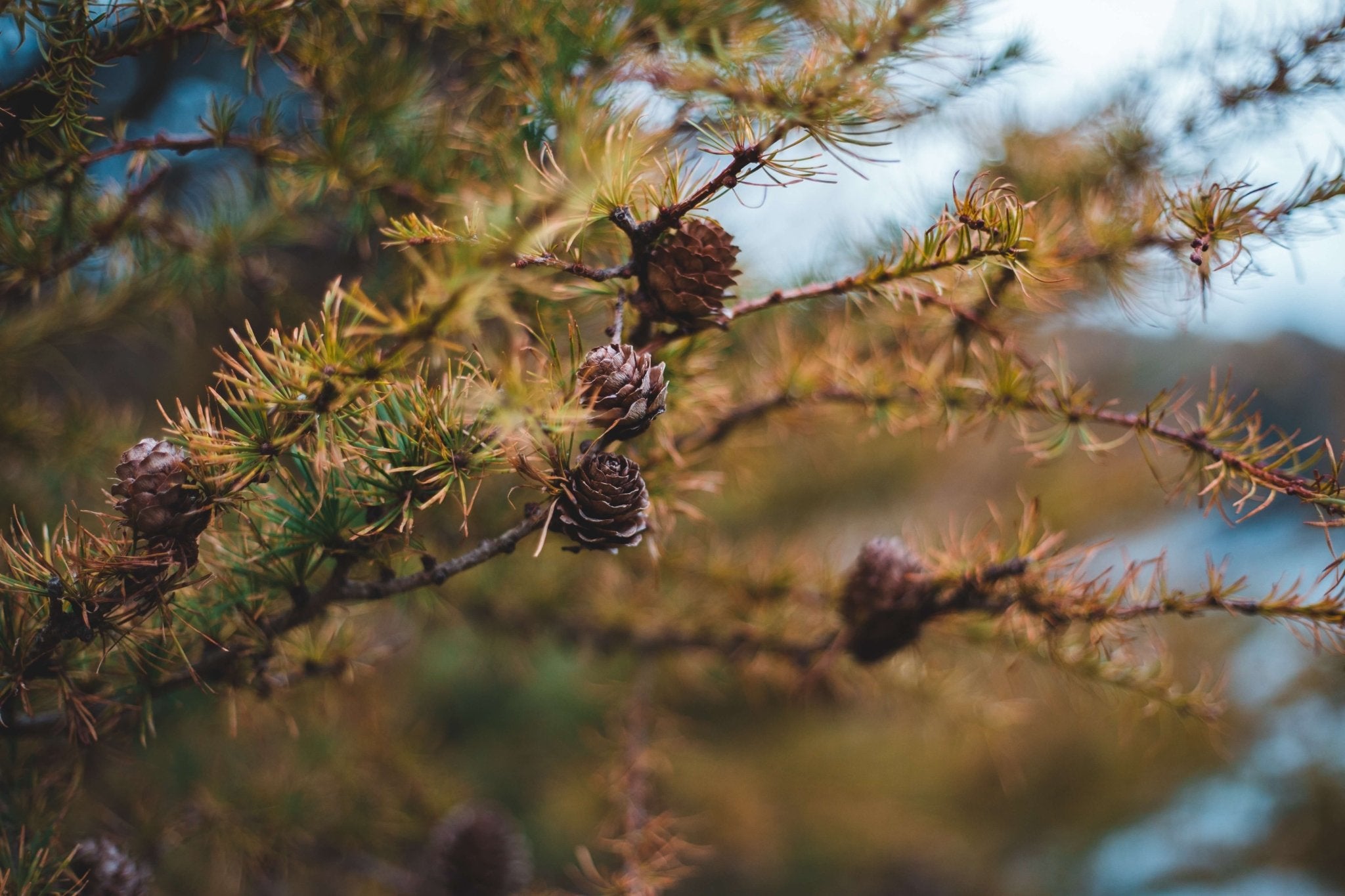 Larch: The History, Benefits, and Side Effects of This Ancient Medicinal Plant - Gaia Herbs