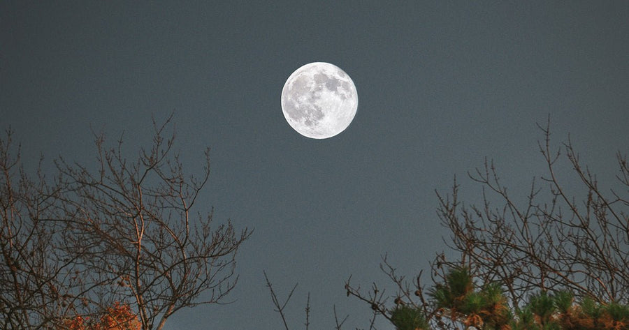 Full moon between trees in a clear night sky 