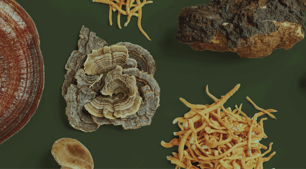 5 Must-Know Mushrooms for Immune Support & How They Work