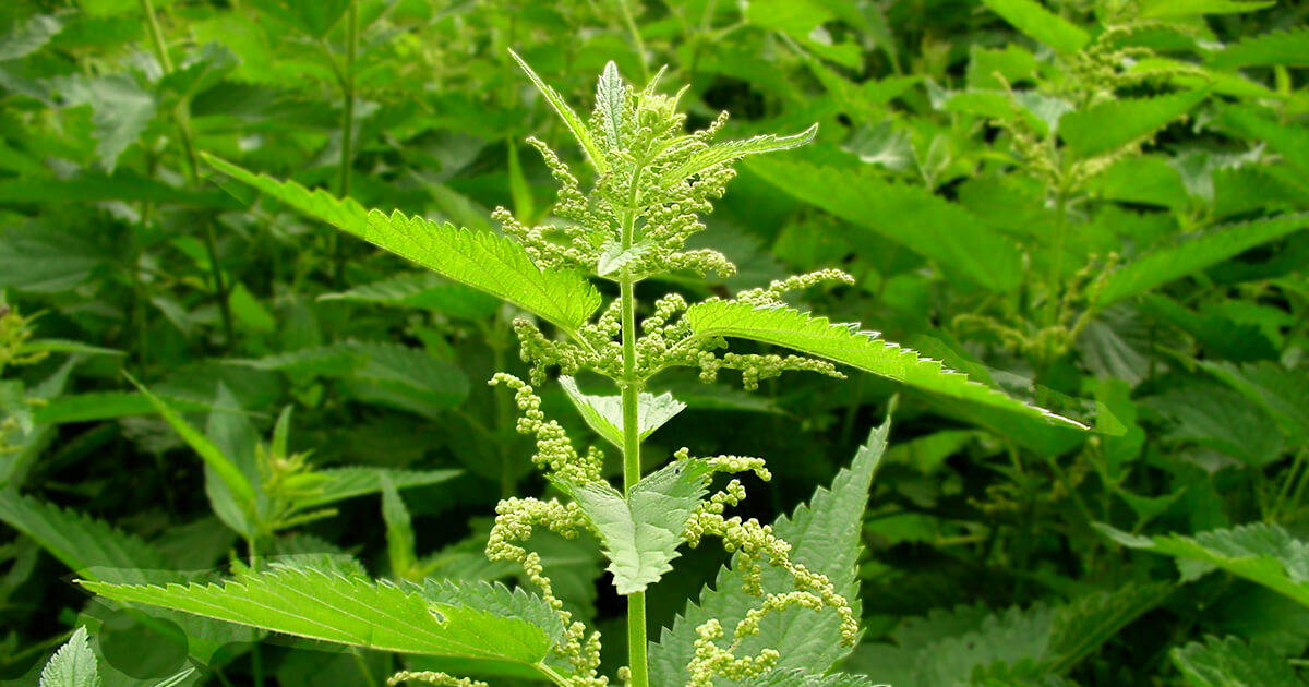 An Essential Guide to Nettle: History, Benefits & Uses: Gaia Herbs®