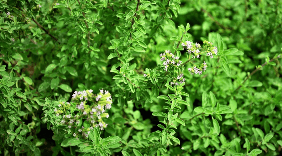 Oil of Oregano 101: A Powerful Herbal Ally for Immune Support