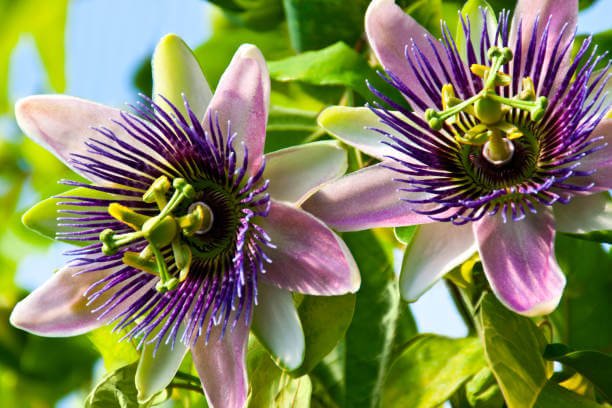 Passionflower herbal supplement