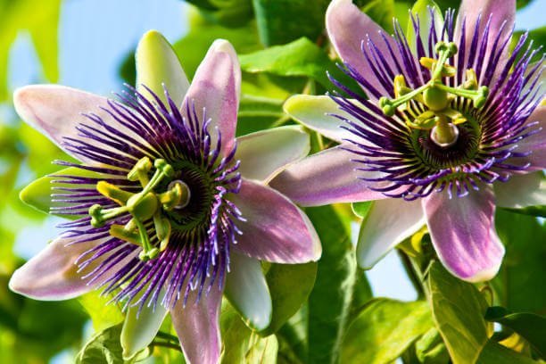 Passionflower herbal supplement
