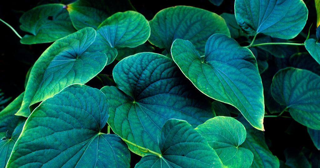 Discover the Relaxation Benefits of Kava Gaia Herbs®