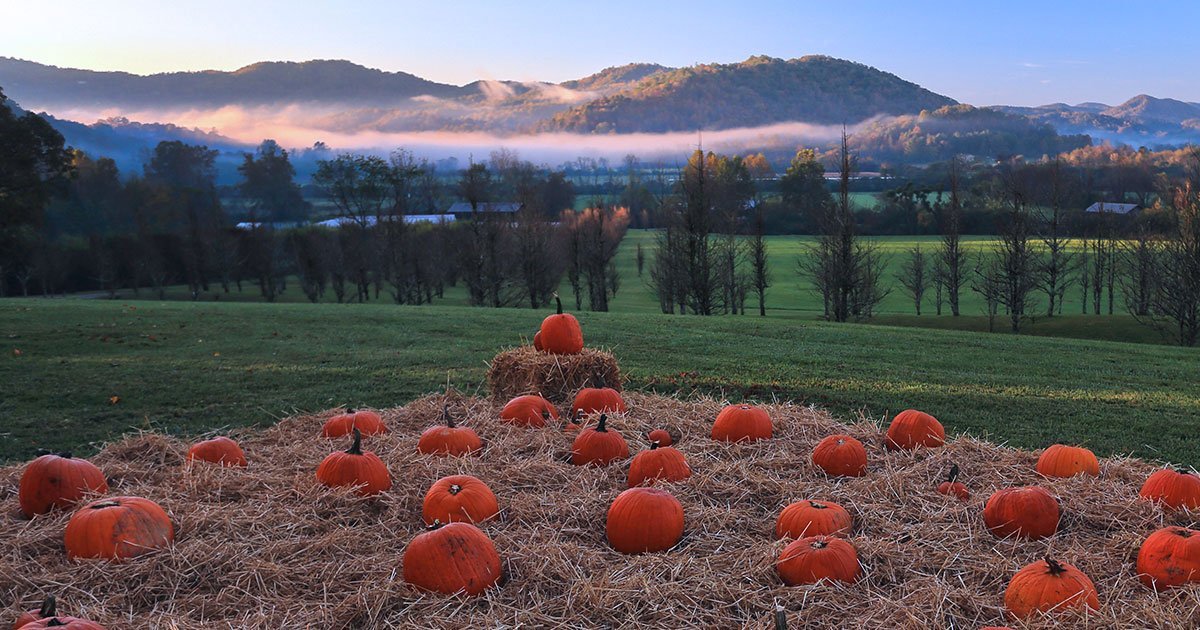 Waste Not: 7 Ways to Make the Most of Your Halloween Pumpkins - Gaia Herbs