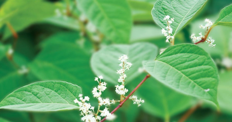 resveratrol benefits