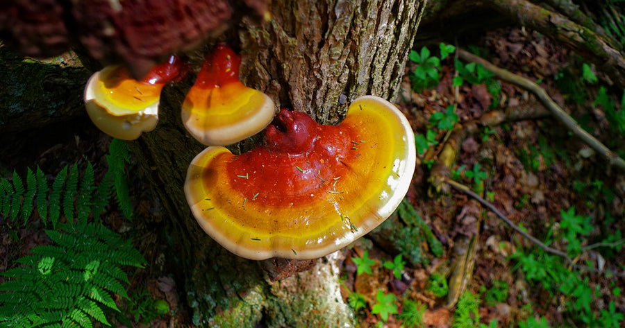 10 Myths About Lion'S Mane Mushroom Debunked by Science
