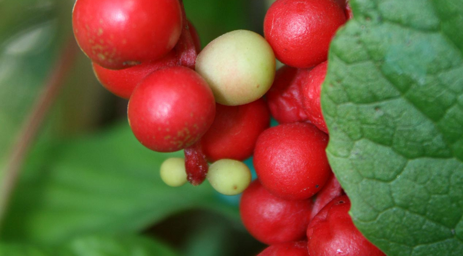Discover The Benefits of Schisandra (The Five Flavor Berry) - The Original Adaptogen