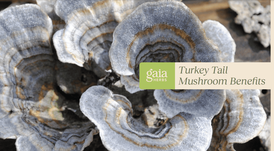 Turkey Tail Mushroom benefits