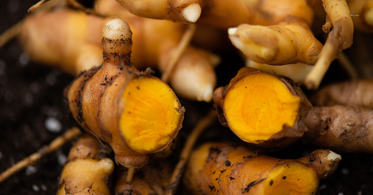 Raw Turmeric Root up close