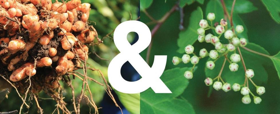 Turmeric Root and Schisandra Berries in nature