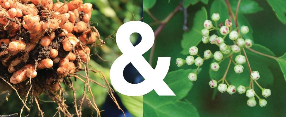 Turmeric Root and Schisandra Berries in nature