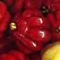 Acerola Cherry Close Up
