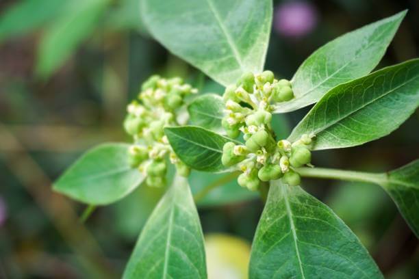 Ashwagandha side effects