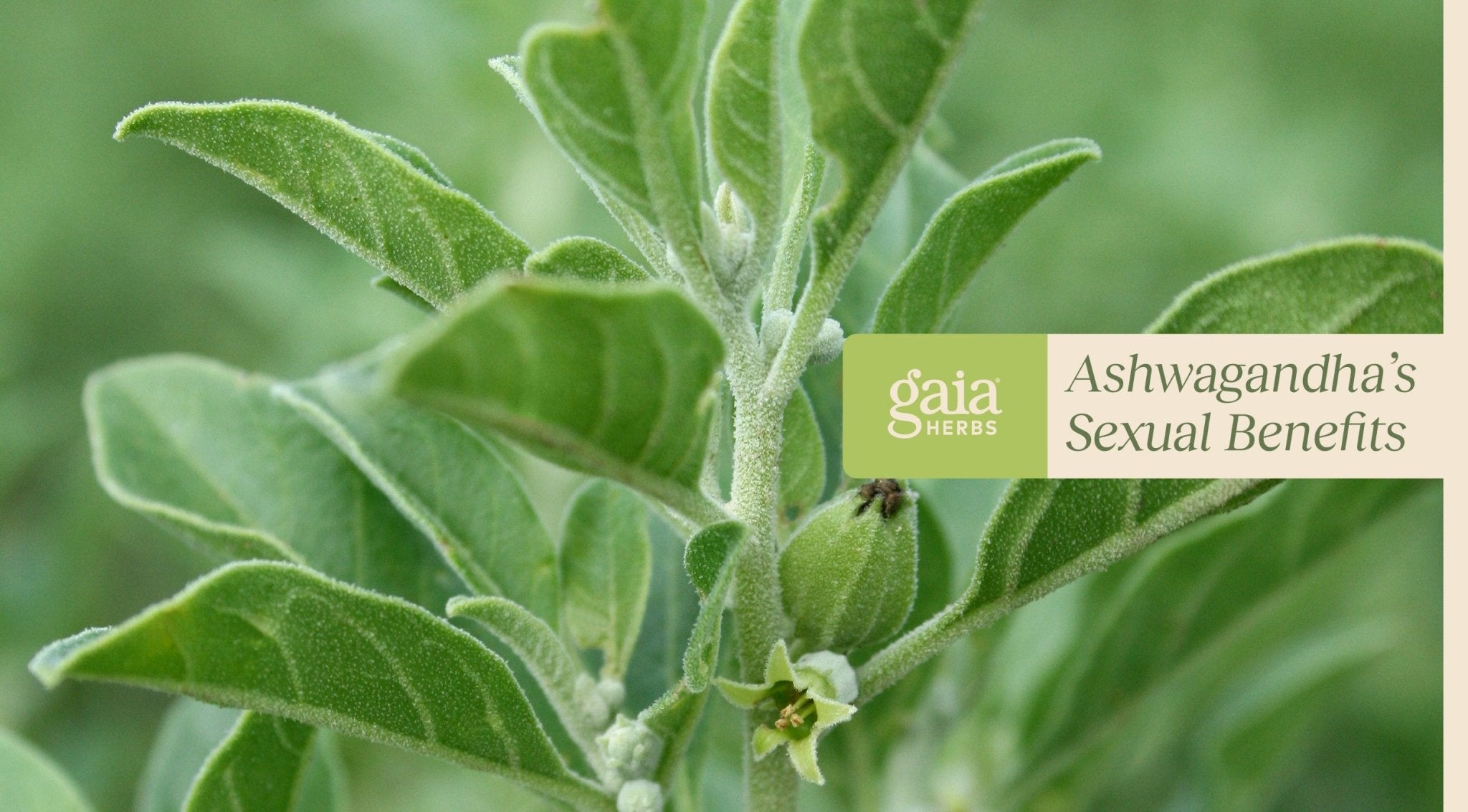  Ashwagandha Sexual Benefits