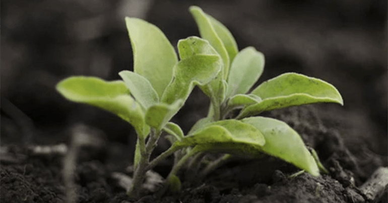 Best Ashwagandha for Men: What to Look For in 2026 - Gaia Herbs
