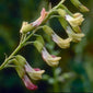Astragalus flower close up