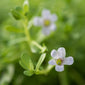 Gaia Herbs grown Bacopa close up
