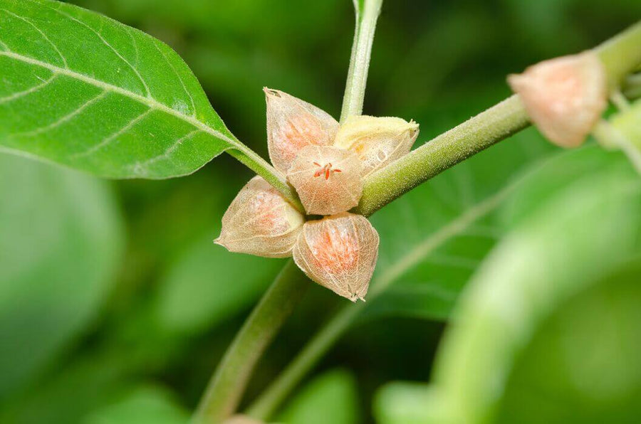Ashwagandha Root covered in dew droplets