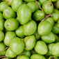 Bibhitaki fruit close up