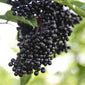 Black Elderberry bunch close up