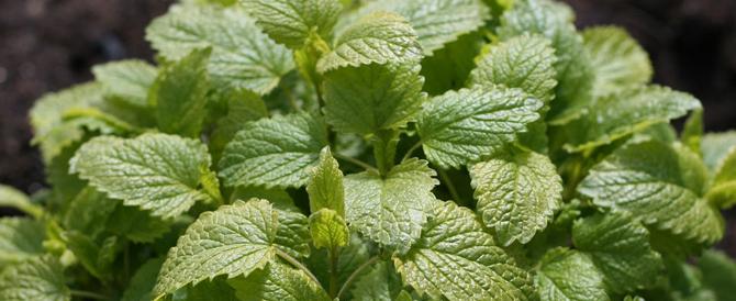 Fresh Lemon Balm
