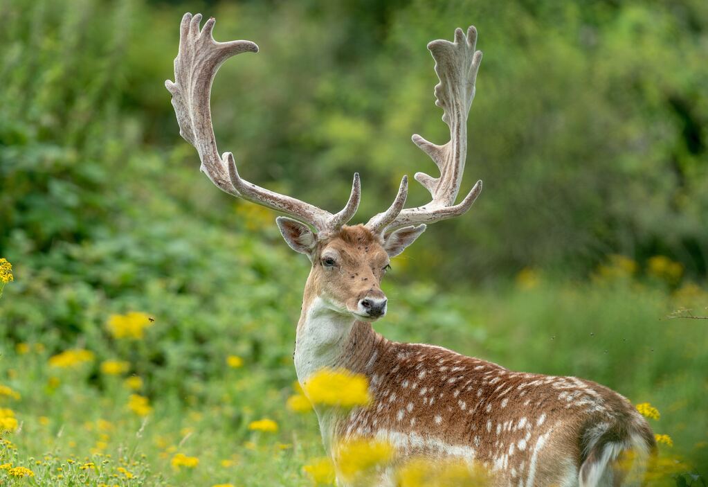 Deer Antler Velvet Supplements May Hurt More Than They Help - Gaia Herbs