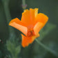 Gaia Herbs grown California Poppy close up