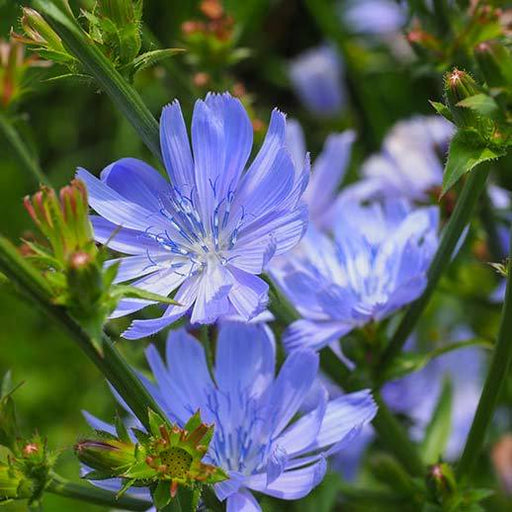 Chicory