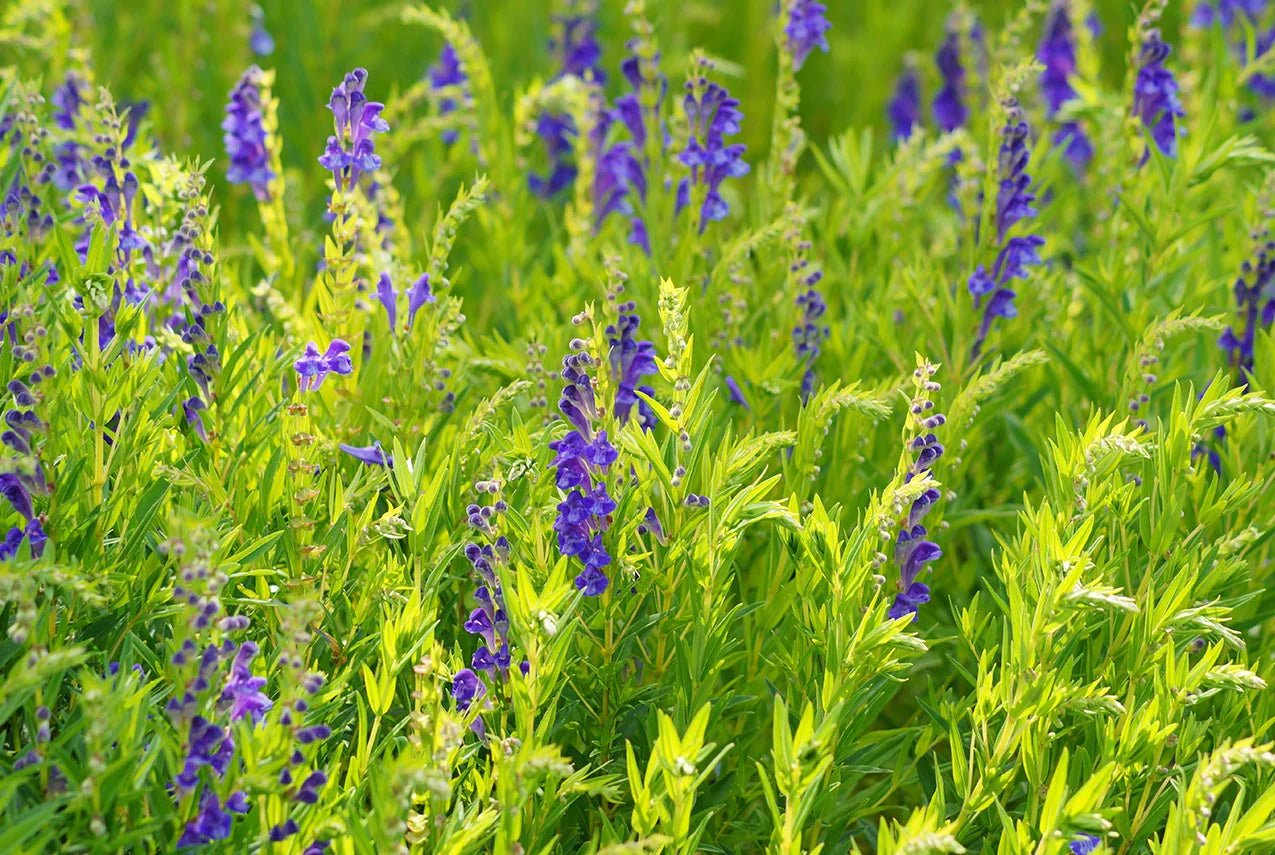 Chinese Skullcap: Its History, Health Benefits, Uses, and Side Effects - Gaia Herbs