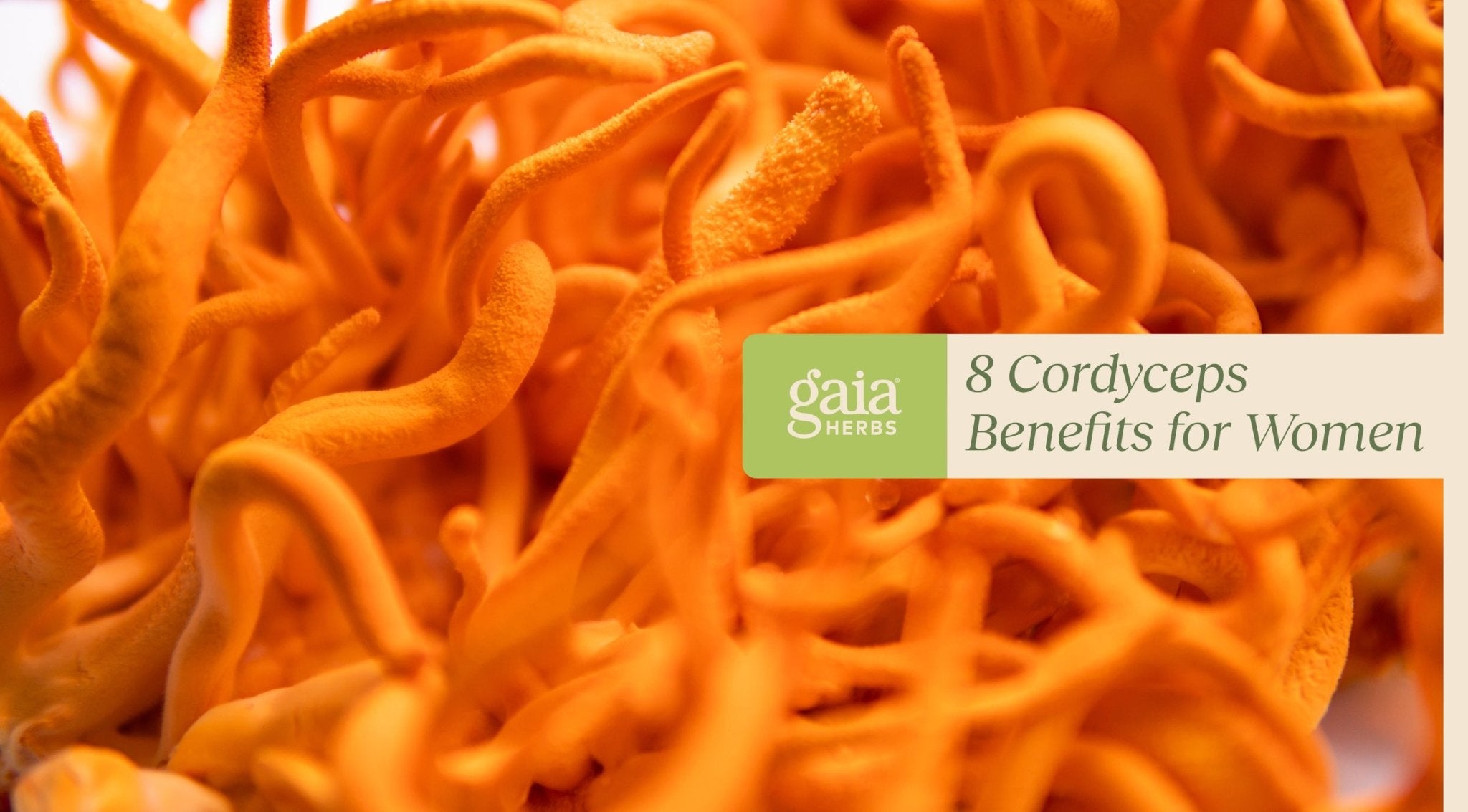 cordyceps benefits for female